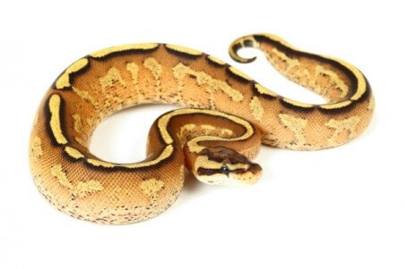 Python regius, super stripe, femelle