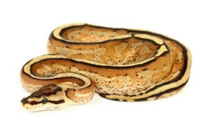 Python regius, super stripe, mâle