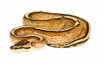 Python regius, super stripe, mâle