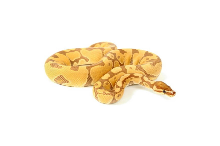 Python regius, ultramel Python regius, ultramel