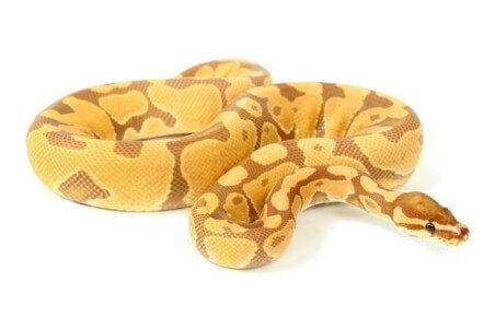 Python regius, ultramel
