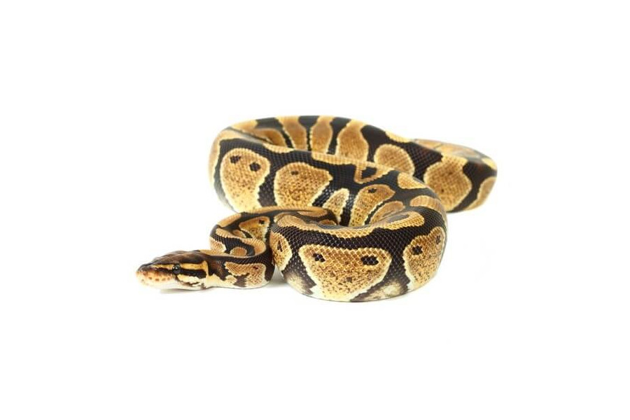 Python regius, vanilla