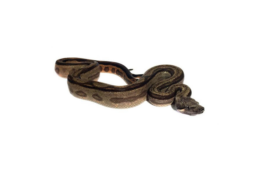 Boa c. imperator, Colombie, motley, subadulte Boa c. imperator, Colombie, motley, subadulte