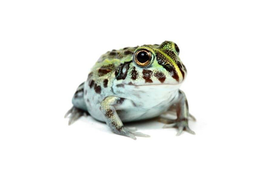 Pyxicephalus adspersus Pyxicephalus adspersus