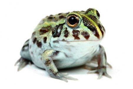 Pyxicephalus adspersus