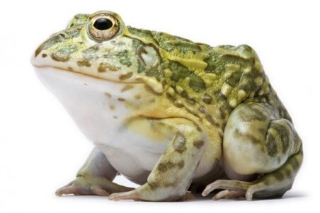 Pyxicephalus adspersus