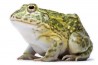 Pyxicephalus adspersus