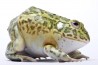 Pyxicephalus adspersus