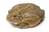 Pyxicephalus adspersus
