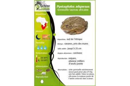 Pyxicephalus adspersus
