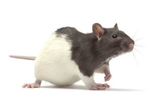 Rats - lot de 10