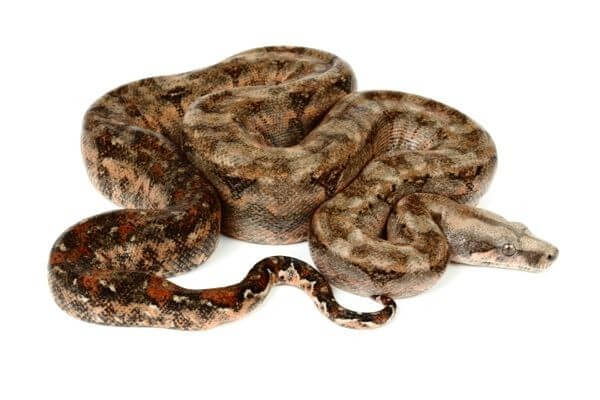 Boa c. imperator, Sonora Boa c. imperator, Sonora