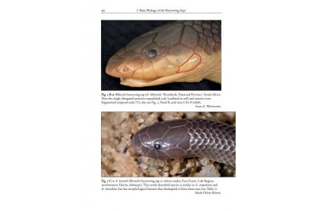 The African and Middle Eastern Burrowing Asps (Atractaspis spp.) and Their Allies: Biology, Venom and Envenoming