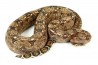 Boa c. imperator, Sonora