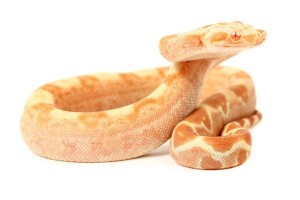 Boa c. imperator, sunglow Kahl