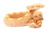 Boa c. imperator, sunglow Kahl