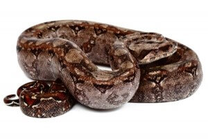 Boa c. imperator, Tarahumara