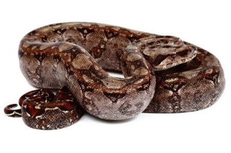 Boa c. imperator, Tarahumara