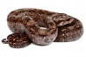 Boa c. imperator, Tarahumara