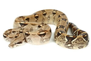 Boa c. imperator, Colombie