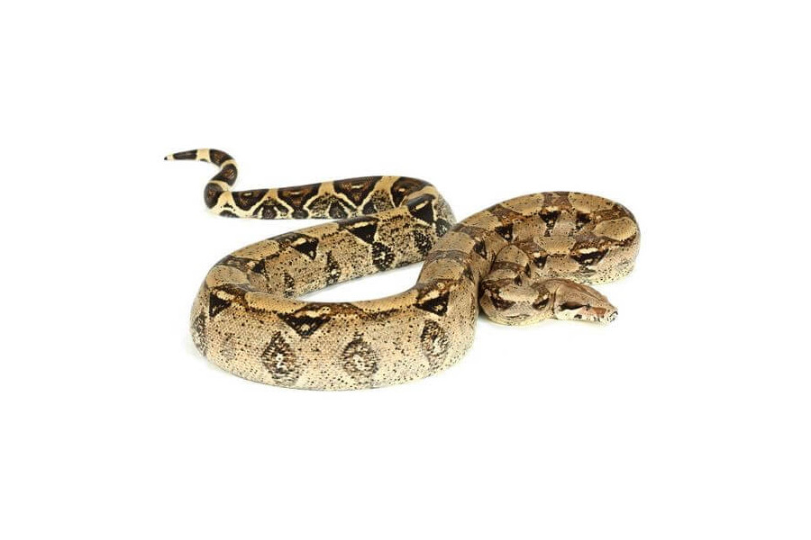 Boa c. imperator, Colombie, femelle adulte Boa c. imperator, Colombie, femelle adulte