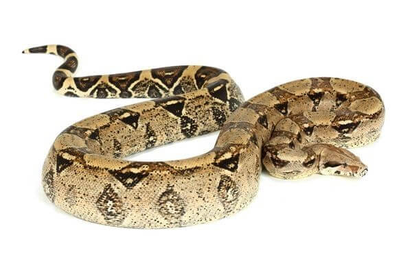 Boa c. imperator, Colombie, femelle adulte Boa c. imperator, Colombie, femelle adulte