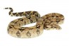 Boa c. imperator, Colombie, femelle adulte