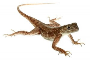 Agama agama