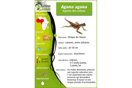 Agama agama