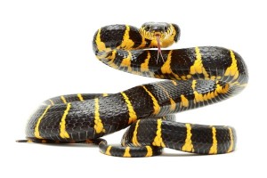 Boiga dendrophila
