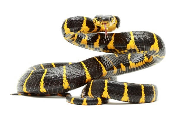 Boiga dendrophila Boiga dendrophila