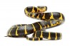 Boiga dendrophila