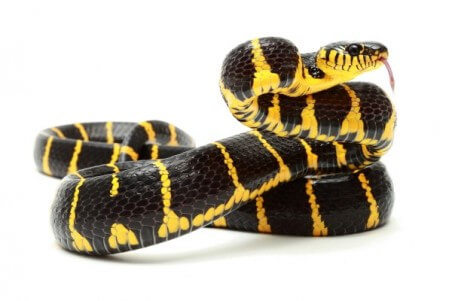 Boiga dendrophila