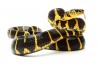Boiga dendrophila