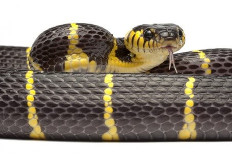 Boiga dendrophila