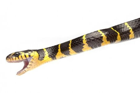 Boiga dendrophila