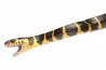 Boiga dendrophila