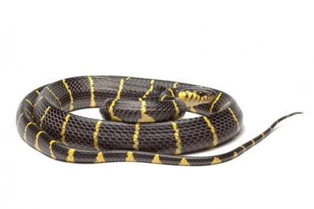 Boiga dendrophila