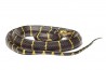 Boiga dendrophila
