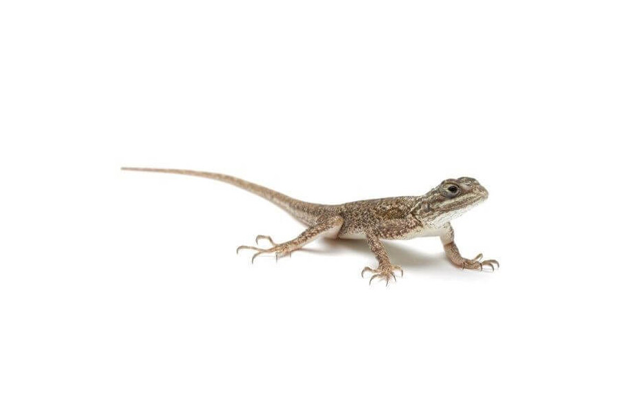 Agama agama Agama agama