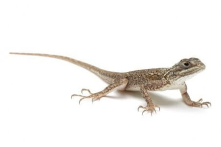 Agama agama