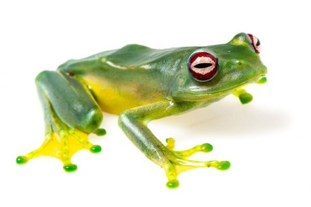 Boophis luteus