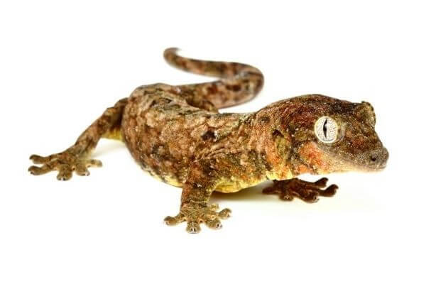 Mniarogekko (Rhacodactylus) chahoua Mniarogekko (Rhacodactylus) chahoua