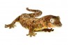 Mniarogekko (Rhacodactylus) chahoua