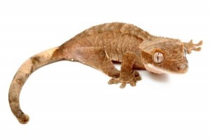 Correlophus (Rhacodactylus) ciliatus classique, juvénile