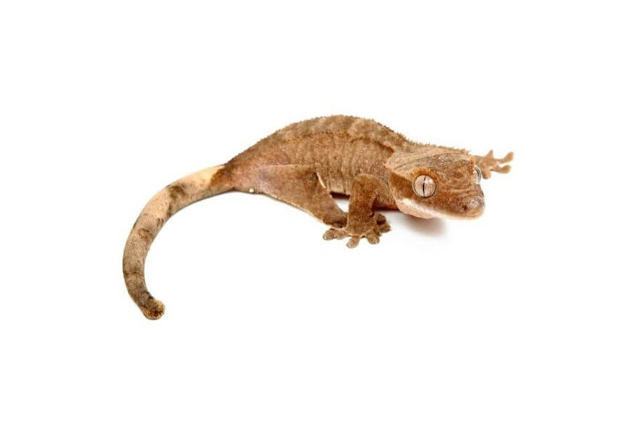 Correlophus (Rhacodactylus) ciliatus classique, juvénile