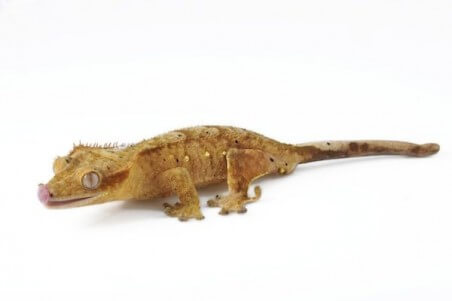 Correlophus (Rhacodactylus) ciliatus classique, juvénile