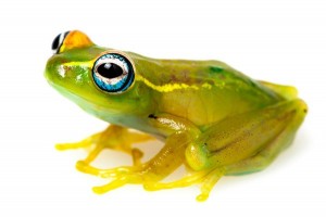 Boophis rappiodes