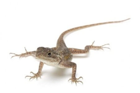 Agama agama