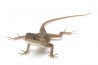 Agama agama
